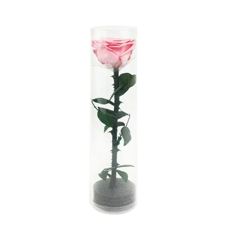 Single Fresh Real Rose with Stem